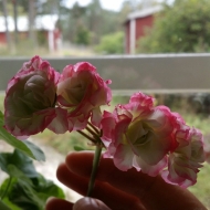 Såhär fina blommor får de pelargoner jag förökat så småningom! Som små minirosor!